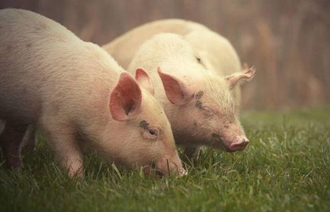 养猪盈利：全国猪料比价为4.33：1，同比降22.76%；猪粮比价5.94:1，同比降22.25%。自繁自养出栏头均亏损为20.38元。
