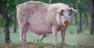 猪场养殖中，仔猪的多系统衰竭综合征、各种呼吸道疾病和种猪的繁殖与呼吸综合征的发病率极高，而究其原因，养猪人也说不清道不明，即使免疫消毒用药一步不落，但各种疾病依然层出不穷。其主要原因可能给猪食用了有“毒”饲料。
