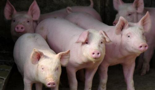 生猪价格监测数据显示，7月份第1周国内外三元生猪价格小幅上涨，周初均价5.66元/斤，周末均价5.85元/斤，上涨3.36%。 　　