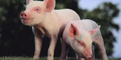 屠企加量、猪企强势提价，9月猪价止跌回涨？