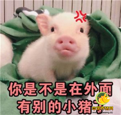 猪猪表情包：这只猪很是可爱 