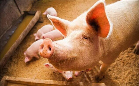 【猪价】5月5日养猪行情：五一假期结束，猪价窄幅跌涨调整！