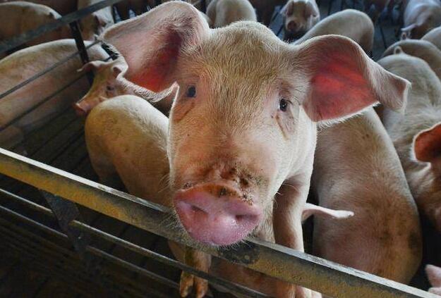 日本关东地区出现第二起猪瘟疫情：为古典猪瘟，不是非洲猪瘟