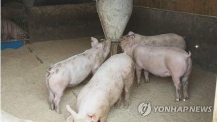 韩国接连爆发非洲猪瘟致肉价飙升 会是台风惹的祸？