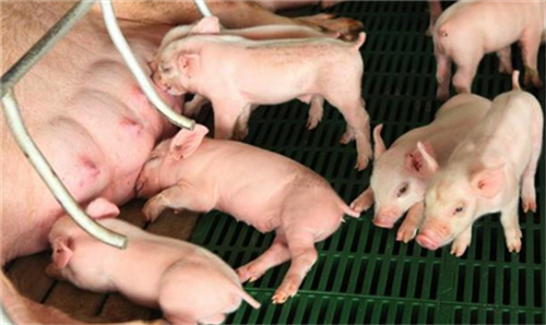海关总署：禁止直接或间接从韩输入猪、野猪及其产品