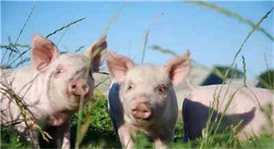 为稳定生猪生产，保障猪肉市场供应，帮助养殖场渡过难关