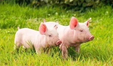 生猪饲养管理的三种新方法，包括仔猪晚期断奶法