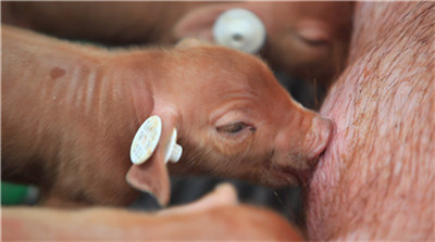 广东猪价已经34.46元/公斤！缺猪背后是非瘟和环保的打击……