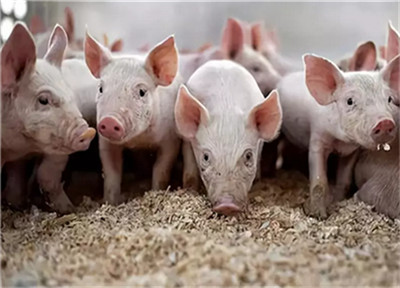 猪肉涨价，天邦股份第三季度预计盈利3.7亿至3.8亿元