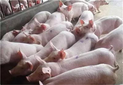 大北农：2019年预计出栏量165-175万头 年底母猪达到24万头