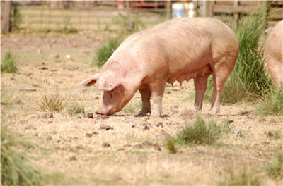 重磅！河南省政府13条举措加快稳定生猪生产保障市场供应