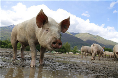 “双节”后猪肉价格依旧高涨 昆明多个市场超40元/公斤