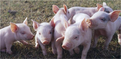 猪价诡异大涨难持久，近期存回调风险！