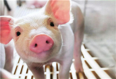 关于召开非洲猪瘟防控与生猪稳产保供高级研讨会暨首届（2019）中国猪产业发展大会的通知