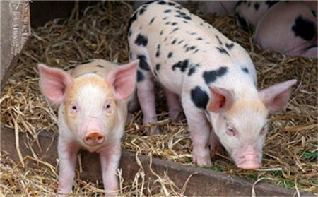 “猪肉自由”背后的无奈，未来猪肉价格将会恢复平稳？