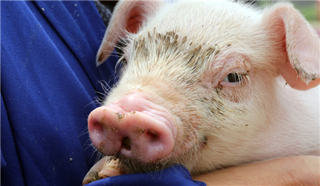 猪肉替代性消费习惯培养中，猪价上涨之于消费经济账!