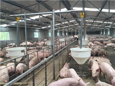 强烈对比！今日生猪价格、批发市场猪肉价格、终端猪白条肉价格！