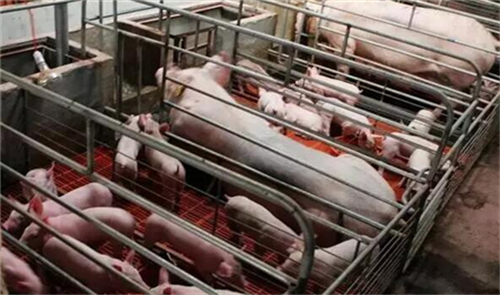猪场发生猪流行性腹泻后该怎么进行紧急处理?