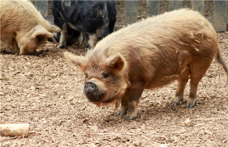 气温骤降，猪场怎样预防猪水疱病？与口蹄疫有什么区别？