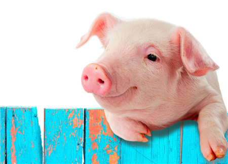 猪9种腹泻类疾病病的诊断要点，养猪人你学会了吗？