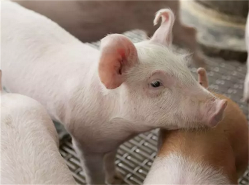母猪在产后严重缺钙