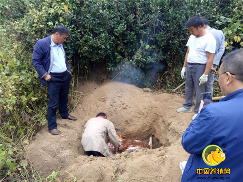 焚烧后填埋，岳西县农业局公开销毁查处的私宰猪肉