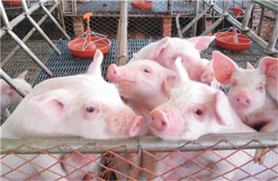 猪肉概念股金新农，前三季净利润预计最高3800万元