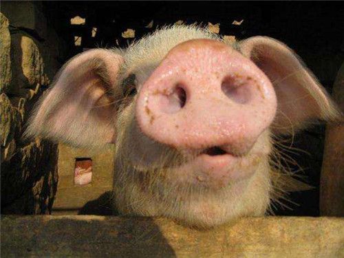 生猪价格狂飙156%？官方发话不对市场猪价进行不当干预！