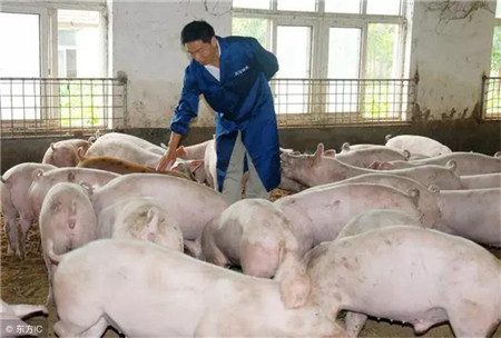 韩国步中国“老路”？疫情前期生猪价格不涨反跌？