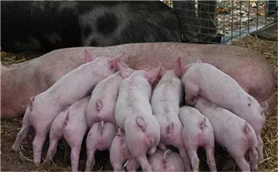 韩国：感染非洲猪瘟疫情，猪肉价格不涨反降近半！