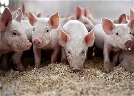 为了百姓“碗里有肉” ——东方农商银行支持生猪产业采访记