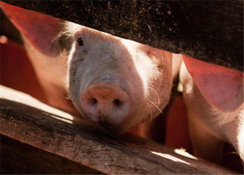 猪价全线飘红、突破上涨，养猪人能“抢”到钱吗？