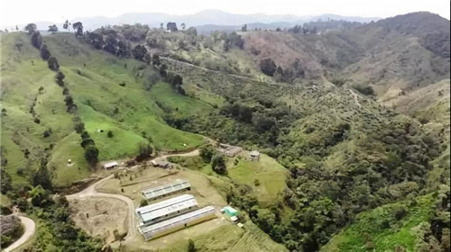 哥伦比亚：两周批生产的猪场见闻
