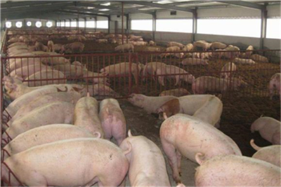 9月猪肉进口同比增长71.6%，猪肉产量增加带动全球猪肉贸易提升