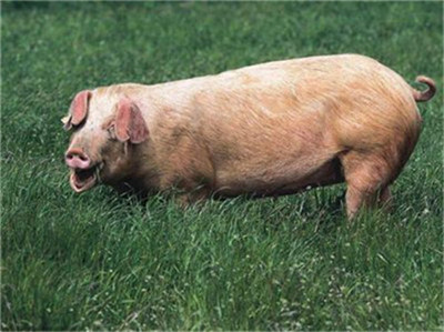 猪价上涨，市场承压！猪肉将迎来“高价时代”？