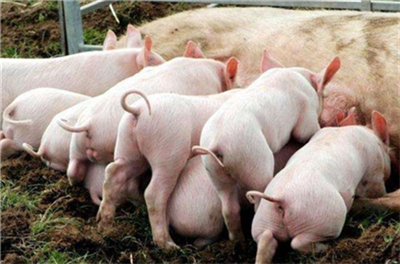 全国性缺猪愈演愈烈，猪价短暂盘整后继续上涨！