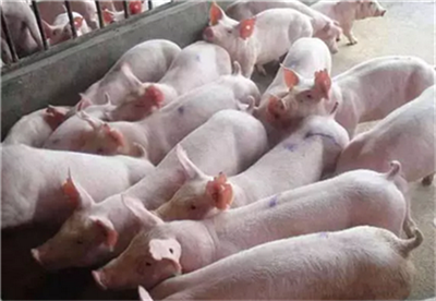 浙江：再出新政促生猪产业增量，支持新建扩建改建！