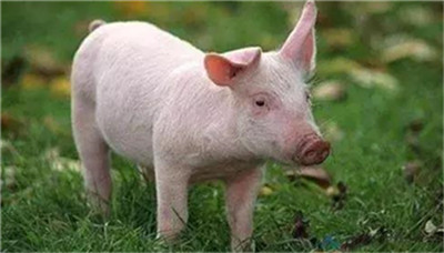 中国豁免美国大豆猪肉进口关税，9月进口回升！