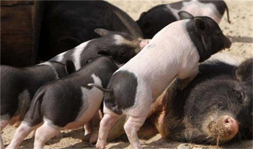 浅谈困扰养猪生产者的顽固问题-母猪便秘
