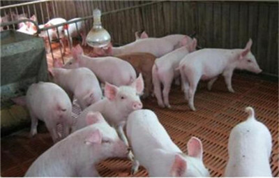 连平：以“反替代”效应促进猪肉市场供需平衡！