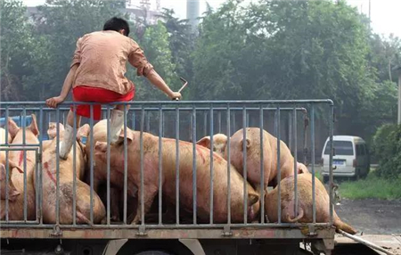 俄猪肉曝出质量问题，100万吨供应目标或落空？