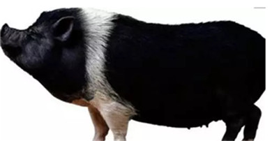 10月猪价涨近50%，万洲国际四季度业绩望超三季度！
