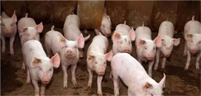 上市公司纷纷扩产，生猪产能持续恢复！