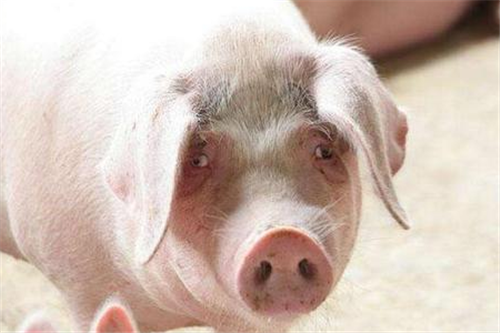 猪价陷入死循环，何时才能无阻碍上涨？官方又发禁调通知？