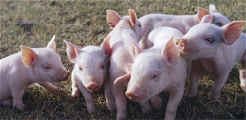 批次化生产有助于提高猪场生物安全水平