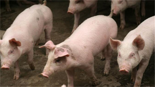 有效切断非瘟的猪场管理模式—批次化管理（一）