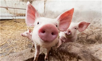 辽豫生猪养殖调研：辽宁地区整体市场存栏降幅在40%以上