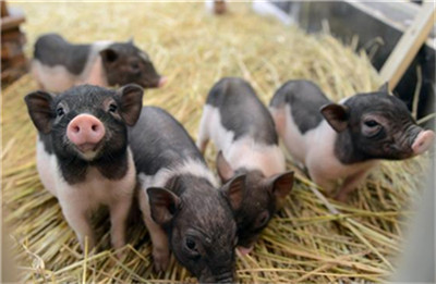 猪肉价格暂时止涨回落，4季度猪价或再创新高！