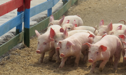 美国农民无计可施：卖不了中国，猪肉跌至每斤5块8！