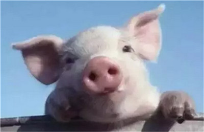 你知道猪咳嗽是什么引起的吗？竟然是吃了霉变的饲料，你了解吗？